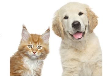 Pet Friendly Community